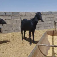 تگه یکساله