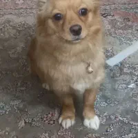 سگ پاپی
