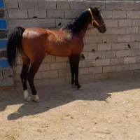 واگذاری‌ اسب‌ نریان‌ یورقه