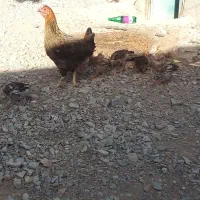 یک عددمرغ با ۶ تا جوجه محلی