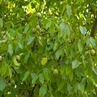 گردو سردرختی