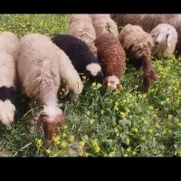 میش و بره