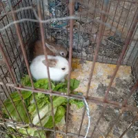 بچه خرگوش لوپ