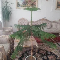 فروش کاج مطبق