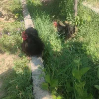 مرغ و خروس