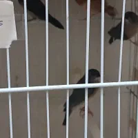 فنچ گلدین جوجه|پرنده|تهران, سبلان (لشگر)|دیوار