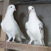 کفتر خالپیس شمرونی