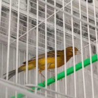 دارچینی مست خون وزرد قناری