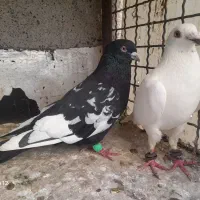 سینه سیاه نر ماده آلمانی