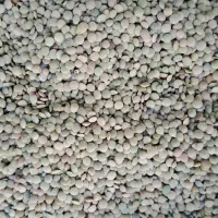 عدس درجه یک میشخاص .تازه ، خوشپخت .وباکیفیت
