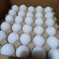 تخم مرغ  قیمت روز ارسال رایگان حتی یک کارتن