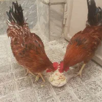 دو عدد خروس محلی سالم و سرحال