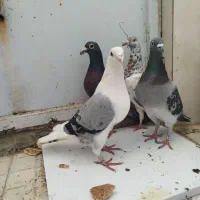کفتر