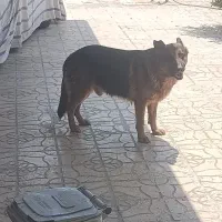سگ شپر ژرمن