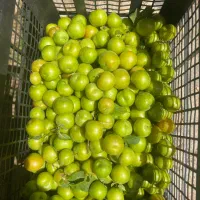 آلوچه درشت و خوش طعم علی آباد