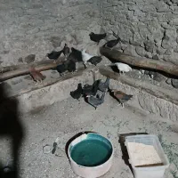جوجه گلین