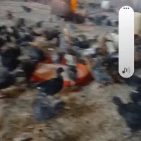 جوجه ۴۵ روزه