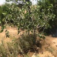 فروش-دوهکتار-باغ-پسته-12ساله