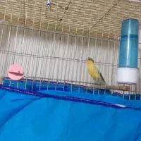 قناری نربخوان