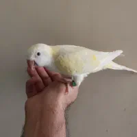 راهب کرمینو ماده