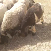بره ماده