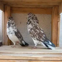 جفت قاره خرمایی