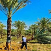 بانک ژنتیک نخل ایران تنهامرجع رسمی|خدمات باغبانی و درختکاری|تهران, مشیریه|دیوار
