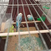 یک جفت مرغ عشق