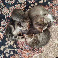 بچه گربه