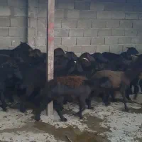 بره ماده های قره قزل و قزل افشار