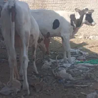 گوساله
