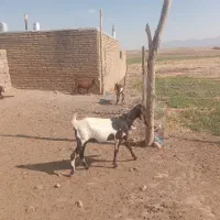 بز پاکستانی اصل