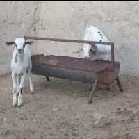 فروش دوعدد کهر نر وماده صومال