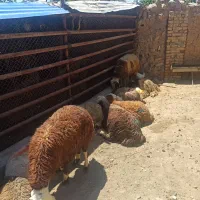 خردشده بسته بندی زنده شده