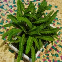 سرخس Rusty back|گل و گیاه طبیعی|نور, |دیوار