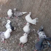 تعدادی کفتر زیبا و پرشی