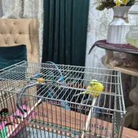 فروش ماده مرغ عشق هلندی