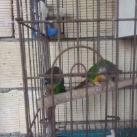 جفت طوطی گیرین چیک