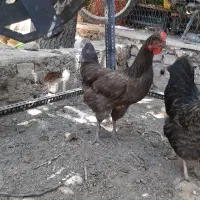 مرغ بالغ