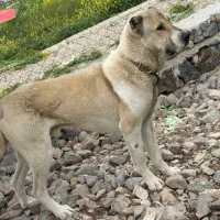 سگ سرابی