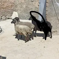 بره ماده