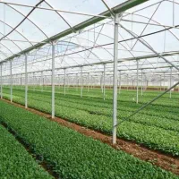 واگذاری گلخانه به تولیدکننده حرفه‌ای