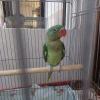 جوجه شاه طوطی