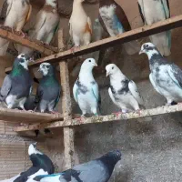 کفتر۶۰تا