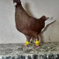 کبوتر رنگی  هفرنگ