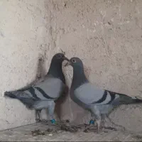 جوجه کبوتر مسابقه ای مسافت بلند