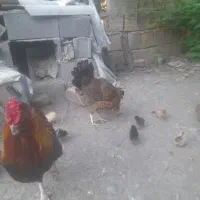 ۱۳عددجوجه‌دورگ‌لاری وریشی‌کرچه‌شوفقط تماس