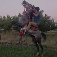 اسب