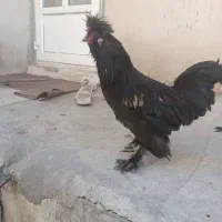 خروس سلطان