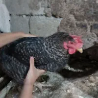 هفت عدد مرغ تخم گذار به فروش میرسد